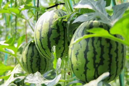 朝阳吃瓜群众一枚 吃瓜网官网,吃瓜网官网独家解读