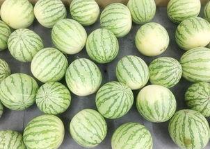 朝阳吃瓜群众一枚 吃瓜网官网,吃瓜网官网独家解读